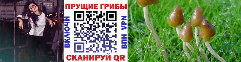 Галлюциногенные грибы Magic Shrooms Купить закладки Трубчевск